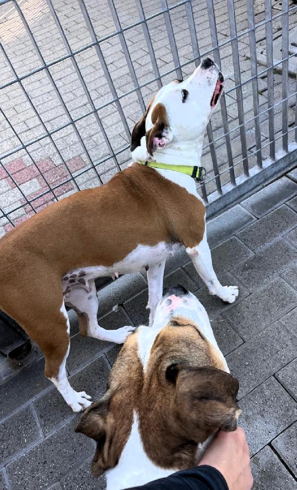 GOLD E MAYA IL SOGNO DI UN'ADOZIONE INSIEME Foto 7